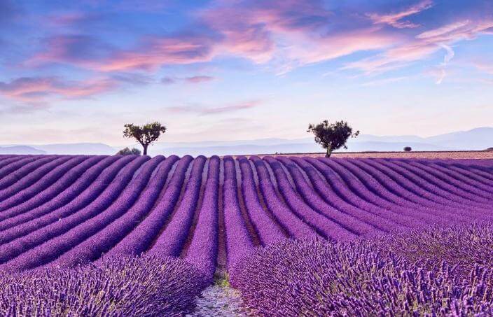 lavender image