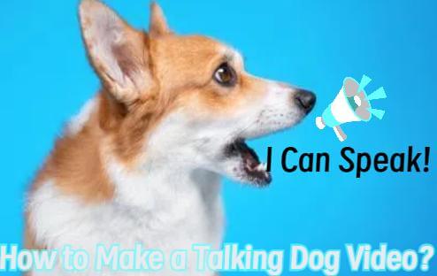 talking dog video