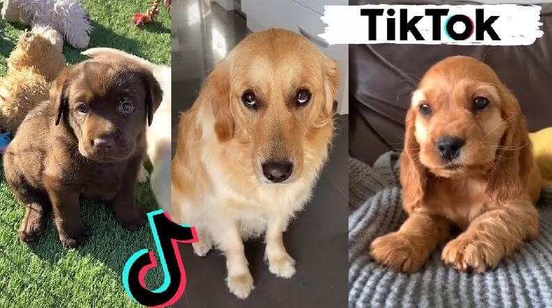 tiktok funny video searching result
