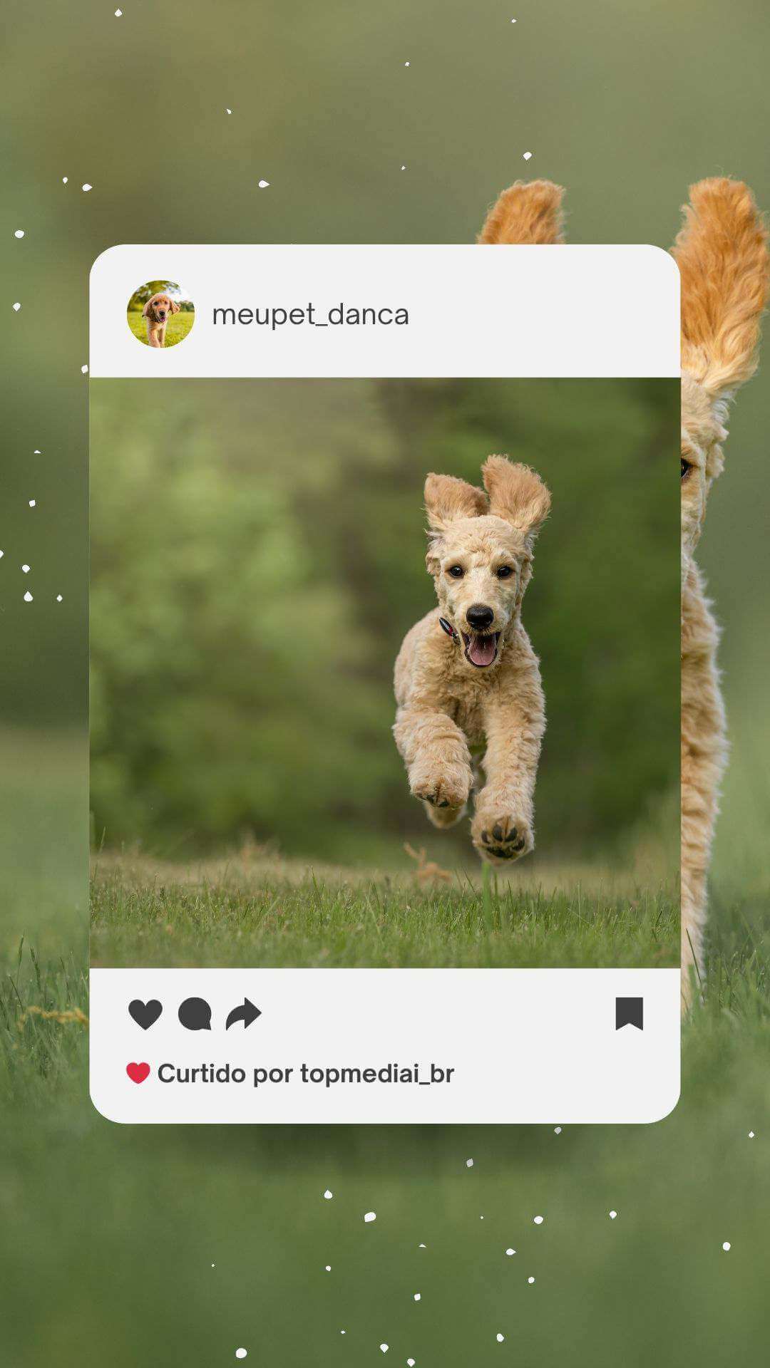 pets nas redes sociais